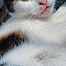 Callie is registered to the contest to win money with this photo: animal, calico, cat, close_up, curious, cute, domestic_cat, eyes, face, feline, fluffy, fur, indoor, looking, muzzle, pet, pink_nose, portrait, soft, whiskers