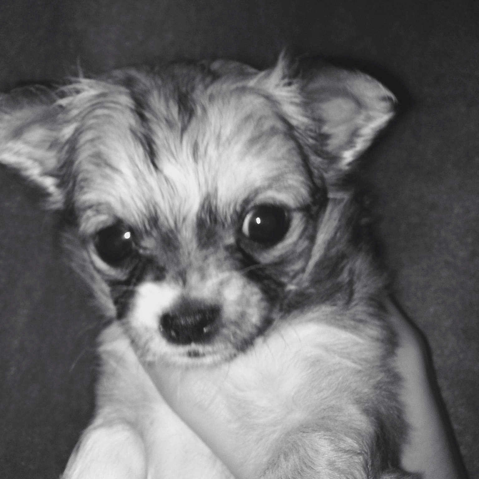 Toby