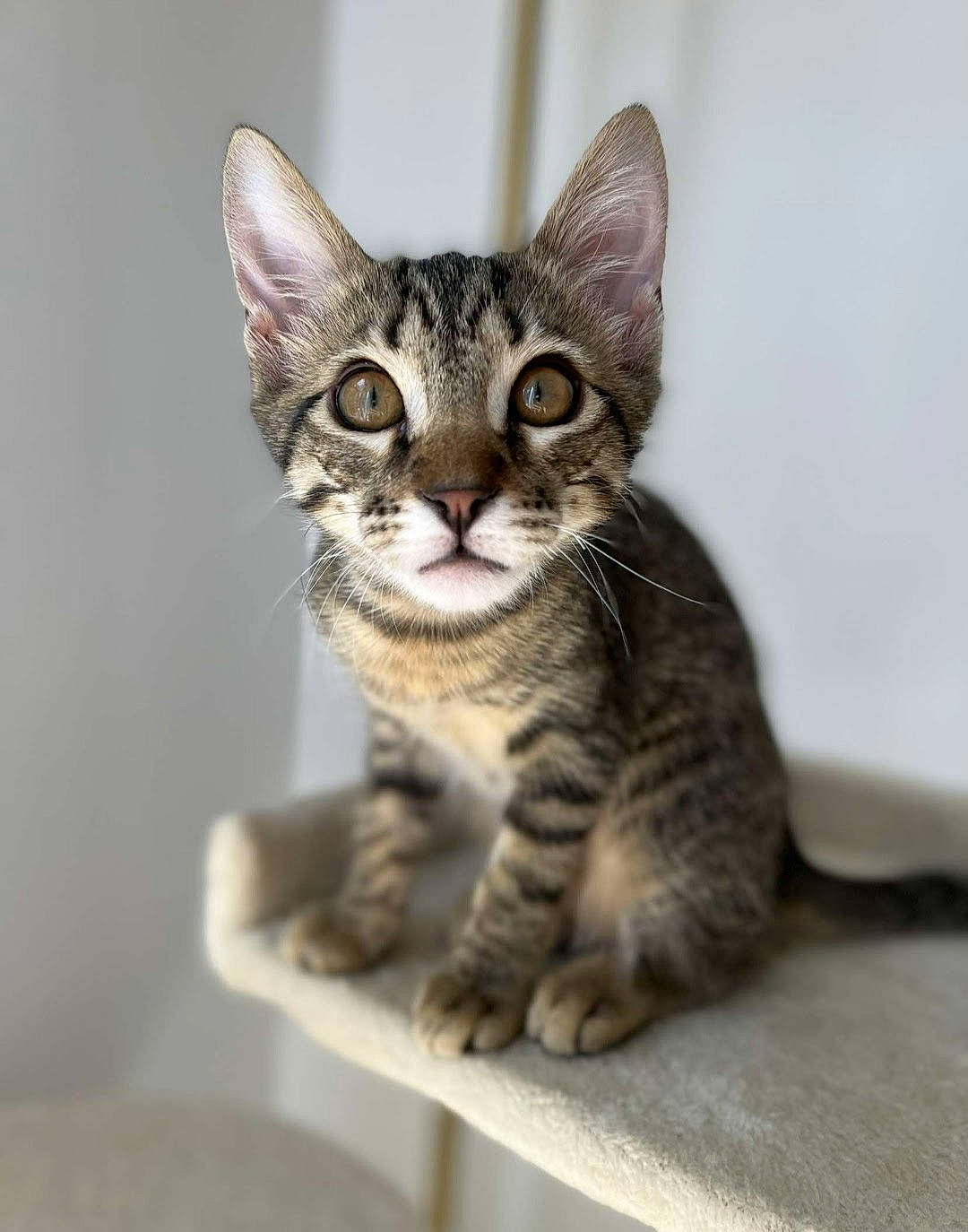 Titi a rejoint le concours — aidez-le/la à gagner de superbes lots ! carnivore, cat, domestic_short_haired_cat, felidae, fur, paw, small_to_medium_sized_cats, snout, terrestrial_animal, whiskers, wildlife