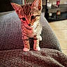 Milo joined the competition — help win amazing prizes! animal, cat, closeup, couch, cozy, curious, cute, ears, fur, furniture, home, indoor, kitten, paws, pet, small, tabby, texture, whiskers, young
