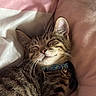 Milo joined the competition — help win amazing prizes! animal, bell, blanket, cat, closeup, collar, cozy, cute, domestic_animal, fur, indoors, kitten, mammal, pet, pink, relaxing, resting, sleeping, tabby, whiskers