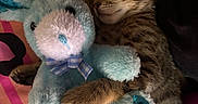 Milo is registered to the contest to win money with this photo: animal, blanket, blue, bunny, cat, colorful, cozy, cute, hugging, indoor, kitten, paw, pet, plush_toy, resting, sleeping, soft, striped, stuffed_animal, tabby