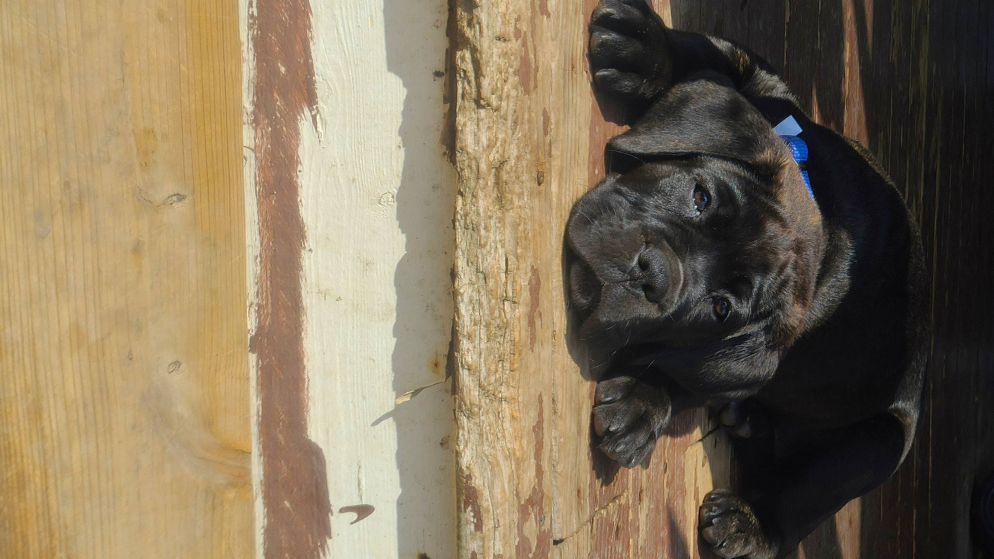 Maverick joined the competition — help win amazing prizes! canidae, carnivore, companion_dog, dog, dog_breed, dog_collar, door, electric_blue, fawn, hardwood, liver, plank, plywood, terrestrial_animal, tints_and_shades, window, wood, wood_stain, working_animal, wrinkle