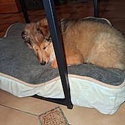 Joy participe au concours pour gagner de l'argent avec cette photo : animal, brown, cozy, cute, dog, dog_bed, domestic, floor, fluffy, furniture, house, indoor, pet, puppy, relaxing, resting, sleeping, table_leg, tile_floor, young_dog