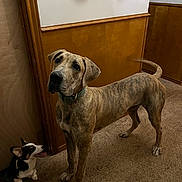 Prince joined the competition — help win amazing prizes! animal, brindle, carpet, collar, companion, corgi, curious, dog, domestic, floor, framed_art, indoor, panting, pet, puppy, sitting, standing, two_dogs, wall, wood_paneling