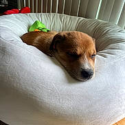 Chato joined the competition — help win amazing prizes! puppy, dog, sleeping, cushion, bed, indoor, pet, cozy, resting, white, brown, fur, animal, closeup, cute, home, floor, relaxing, adorable, comfort