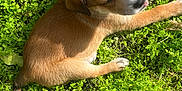 Chato joined the competition — help win amazing prizes! puppy, dog, grass, greenery, outdoor, sunlight, young_animal, pet, canine, cute, animal, nature, fur, resting, tongue_out, leaf, summer, small_dog, playful, adorable