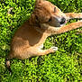 adorable, animal, canine, cute, dog, fur, grass, greenery, leaf, nature, outdoor, pet, playful, puppy, resting, small_dog, summer, sunlight, tongue_out, young_animal
