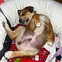 Chato is registered to the contest to win money with this photo: puppy, sleeping, bed, blanket, toy, red, white, brown, fur, paw, nose, closed_eyes, cozy, indoor, cushion, pet, relaxed, cute, small_dog, resting