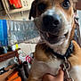 Chato joined the competition — help win amazing prizes! dog, plastic_bottle, mouth, collar, hand, indoor, boots, table, clutter, happy, pet, canine, smile, leash, furniture, household, room, brown, white, playful