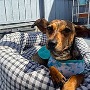 Jillian is registered to the contest to win money with this photo: animal, bed, blue_shirt, canine, checkered_pattern, comfort, dog, ears, fence, garden, nose, outdoor, paw, pet, portrait, relaxed, resting, shadow, sunlight, tie_dye