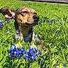 Jillian joined the competition — help win amazing prizes! animal, blue_flower, canine, cute, dog, field, flower, grass, greenery, leaf, nature, one_ear_up, outdoor, pet, portrait, relaxed, sky, summer, sunlight, wooden_fence