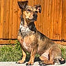 Jillian joined the competition — help win amazing prizes! alert, animal, brown, canine, daylight, dog, domestic_animal, ears_up, fence, grass, nature, outdoor, pet, quiet, relaxed, side_view, sitting, small_dog, sunlight, yard