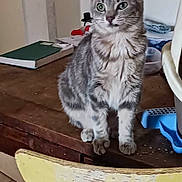 Nalha a rejoint le concours — aidez-le/la à gagner de superbes lots ! animal, book, cat, chair, cozy, curious, domestic_animal, door, feline, floor_tiles, furniture, gray_cat, household_items, indoor, pet, rustic, sitting, tabby_cat, table, wooden_furniture