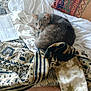 cat, bed, blanket, pillow, fabric, pattern, grey_cat, curled_up, indoor, feline, resting, cozy, soft, fur, sleepy, domestic_animal, home, text_document, white_sheet, decor