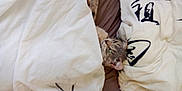Nalha participe au concours pour gagner de l'argent avec cette photo : cat, tabby, bed, blanket, bedding, comfort, pet, fur, animal, resting, indoor, cozy, sleeping_area, curious, green_eyes, feline, soft, relaxation, cute, home