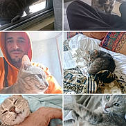 Nalha participe au concours pour gagner de l'argent avec cette photo : cat, gray_tabby, person, indoor, outdoor, blanket, bed, couch, window, curtain, hand, hoodie, smile, relaxing, pet, feline, cozy, resting, curious, affection