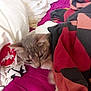 cat, blanket, bed, pillow, feline, indoor, sleepy, cozy, purple_bed_sheet, white_pillow, furry, pet, resting, animal, domestic, soft, fur, cute, relaxed, comfort