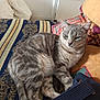 Nalha a rejoint le concours — aidez-le/la à gagner de superbes lots ! animal, cat, comfort, couch, cozy, domestic, fabric, feline, furry, home, indoor, living_room, patterned, paw, pet, pillow, relaxed, resting, striped, tabby_cat