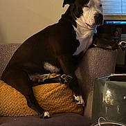 Santana joined the competition — help win amazing prizes! dog, black_and_white, couch, blanket, indoor, relaxed, pet, paw, fur, animal, home, furniture, window, cozy, resting, domestic, companion, canine, cute, sleepy