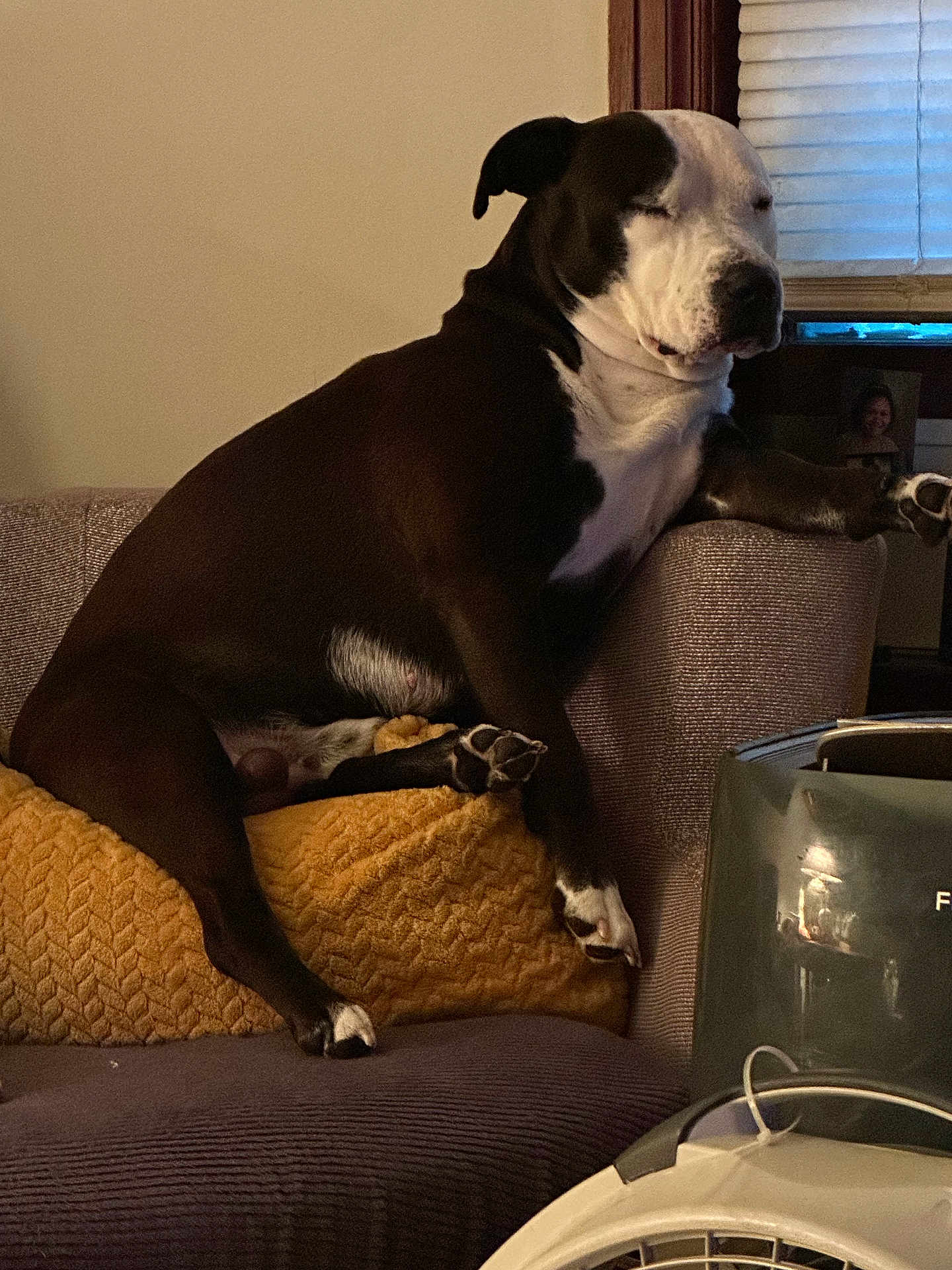 Santana joined the competition — help win amazing prizes! dog, black_and_white, couch, blanket, indoor, relaxed, pet, paw, fur, animal, home, furniture, window, cozy, resting, domestic, companion, canine, cute, sleepy