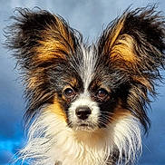 Susan Coyle participe au concours pour gagner de l'argent avec cette photo : dog, papillon, pet, animal, ears, fur, portrait, closeup, outdoor, sky, clouds, cute, fluffy, mammal, face, whiskers, nose, alert, expression, nature