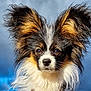 alert, animal, closeup, clouds, cute, dog, ears, expression, face, fluffy, fur, mammal, nature, nose, outdoor, papillon, pet, portrait, sky, whiskers