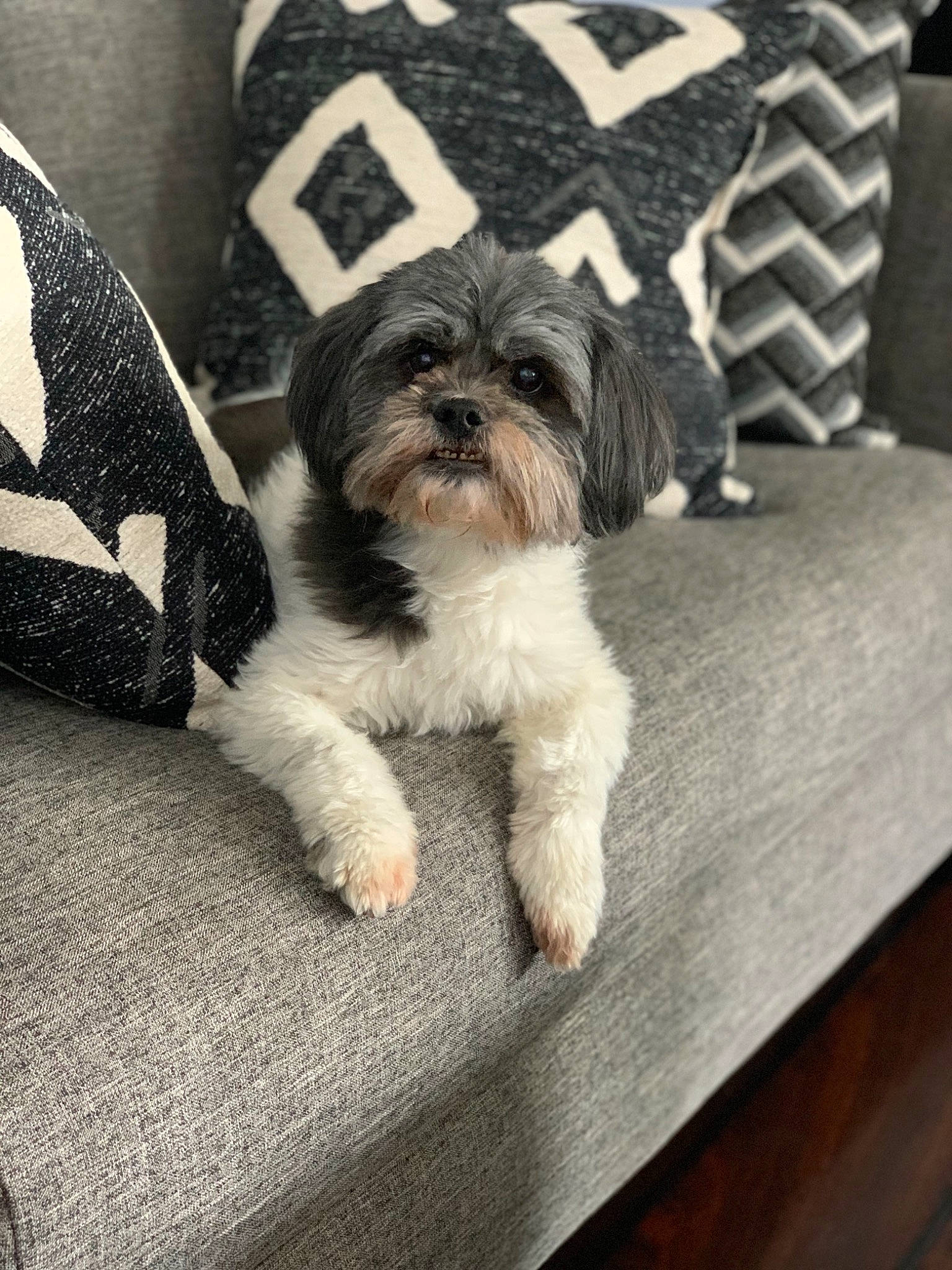Zoey joined the competition — help win amazing prizes! canidae, carnivore, companion_dog, dog, dog_breed, dog_supply, fur, grey, hardwood, liver, mal_shi, non_sporting_group, pattern, shih_tzu, small_terrier, sporting_group, table, terrier, toy_dog, working_animal