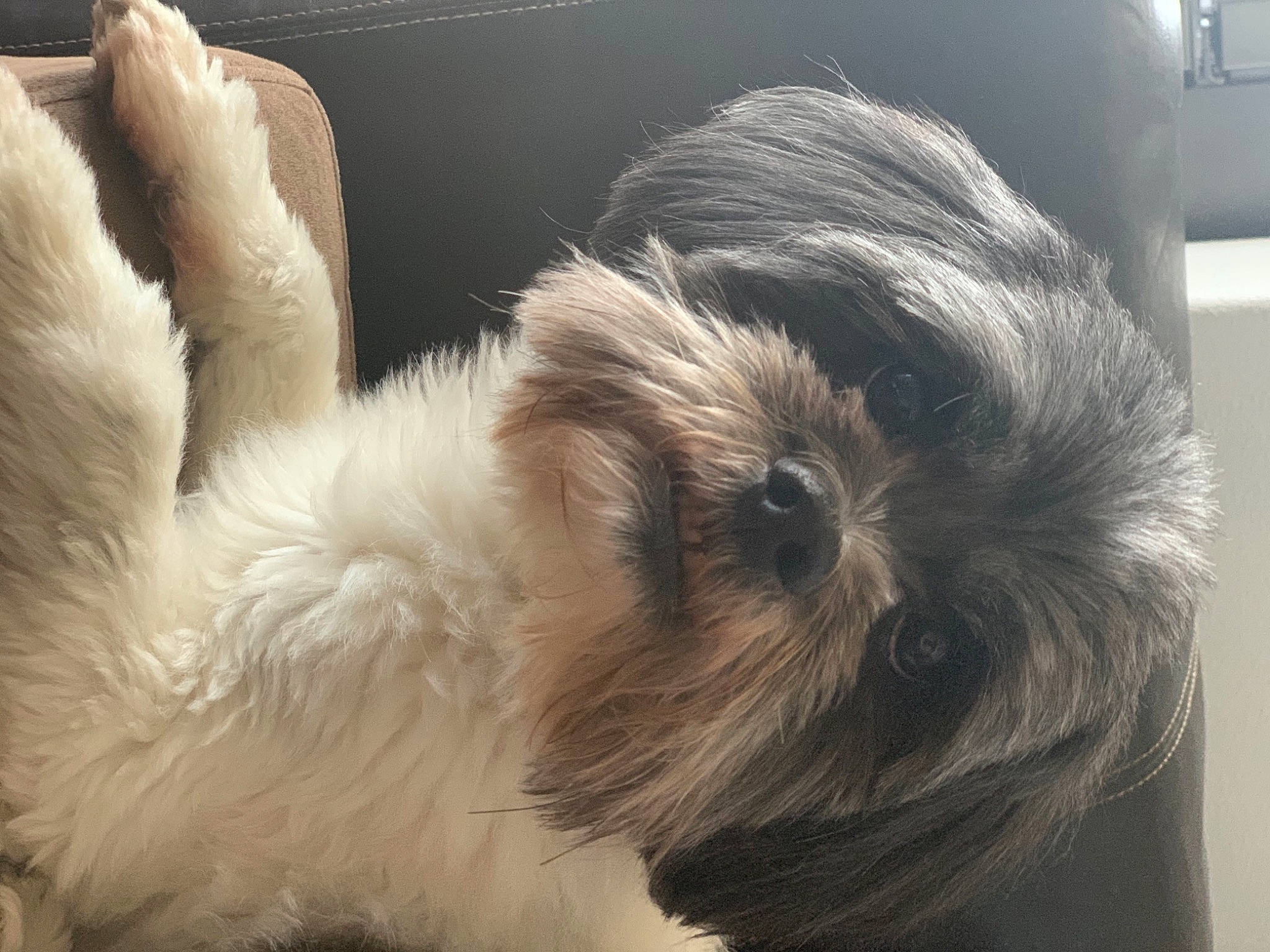 Zoey joined the competition — help win amazing prizes! biewer_terrier, canidae, carnivore, companion_dog, dog, dog_breed, ear, fawn, fur, liver, puppy_love, shih_poo, shih_tzu, small_terrier, snout, sporting_group, terrier, toy_dog, whiskers, working_animal