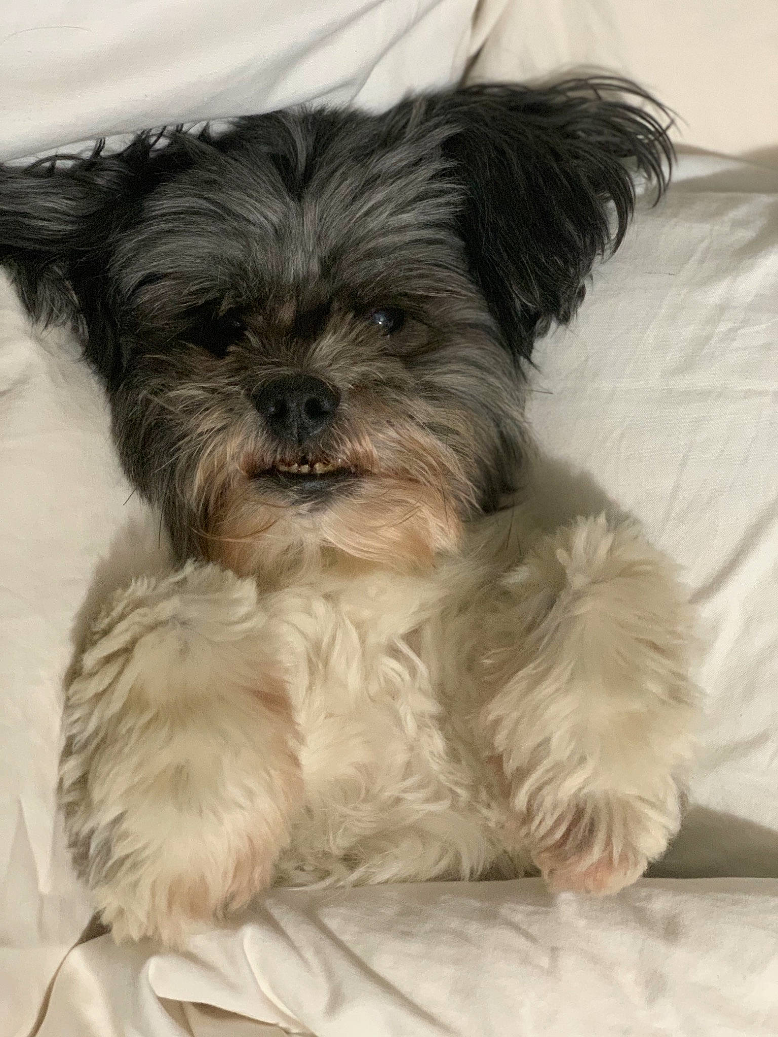 Zoey joined the competition — help win amazing prizes! biewer_terrier, canidae, carnivore, companion_dog, dog, dog_breed, dog_supply, fur, liver, maltepoo, shih_poo, small_terrier, snout, sporting_group, tail, terrestrial_animal, terrier, toy_dog, working_animal, yorkipoo