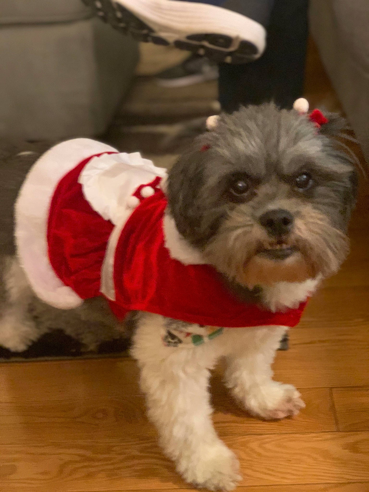 Zoey joined the competition — help win amazing prizes! canidae, carnivore, collar, companion_dog, dog, dog_breed, dog_clothes, dog_collar, dog_supply, event, flooring, fur, hardwood, santa_claus, small_terrier, snout, sporting_group, terrier, toy_dog, working_animal
