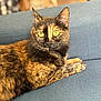 Nina participe au concours pour gagner de l'argent avec cette photo : animal, blue_couch, cat, closeup, couch, cozy, cute, domestic_cat, feline, fur, home, indoor, mammal, pet, portrait, relaxed, resting, tortoiseshell, whiskers, yellow_eyes