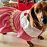 dog, dachshund, pet, dress, clothing, indoor, gingham, red, white, daisy, ladybug, floor, paw, animal, cute, small_dog, domestic_animal, fashion, canine, portrait