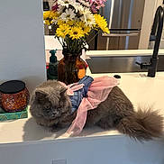 Freya is registered to the contest to win money with this photo: cat, gray_cat, fluffy_cat, dress, pink_dress, blue_dress, flowers, flower_vase, yellow_flowers, white_flowers, pink_flowers, kitchen, countertop, sink, refrigerator, domestic, pet, feline, indoor, cute