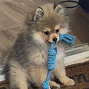 Bounty participe au concours pour gagner de l'argent avec cette photo : puppy, dog, pomeranian, toy, rope_toy, indoor, floor, doormat, pet, cute, fluffy, small_dog, animal, sitting, playful, brown, tan, fur, pet_toy, adorable