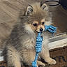puppy, dog, pomeranian, toy, rope_toy, indoor, floor, doormat, pet, cute, fluffy, small_dog, animal, sitting, playful, brown, tan, fur, pet_toy, adorable