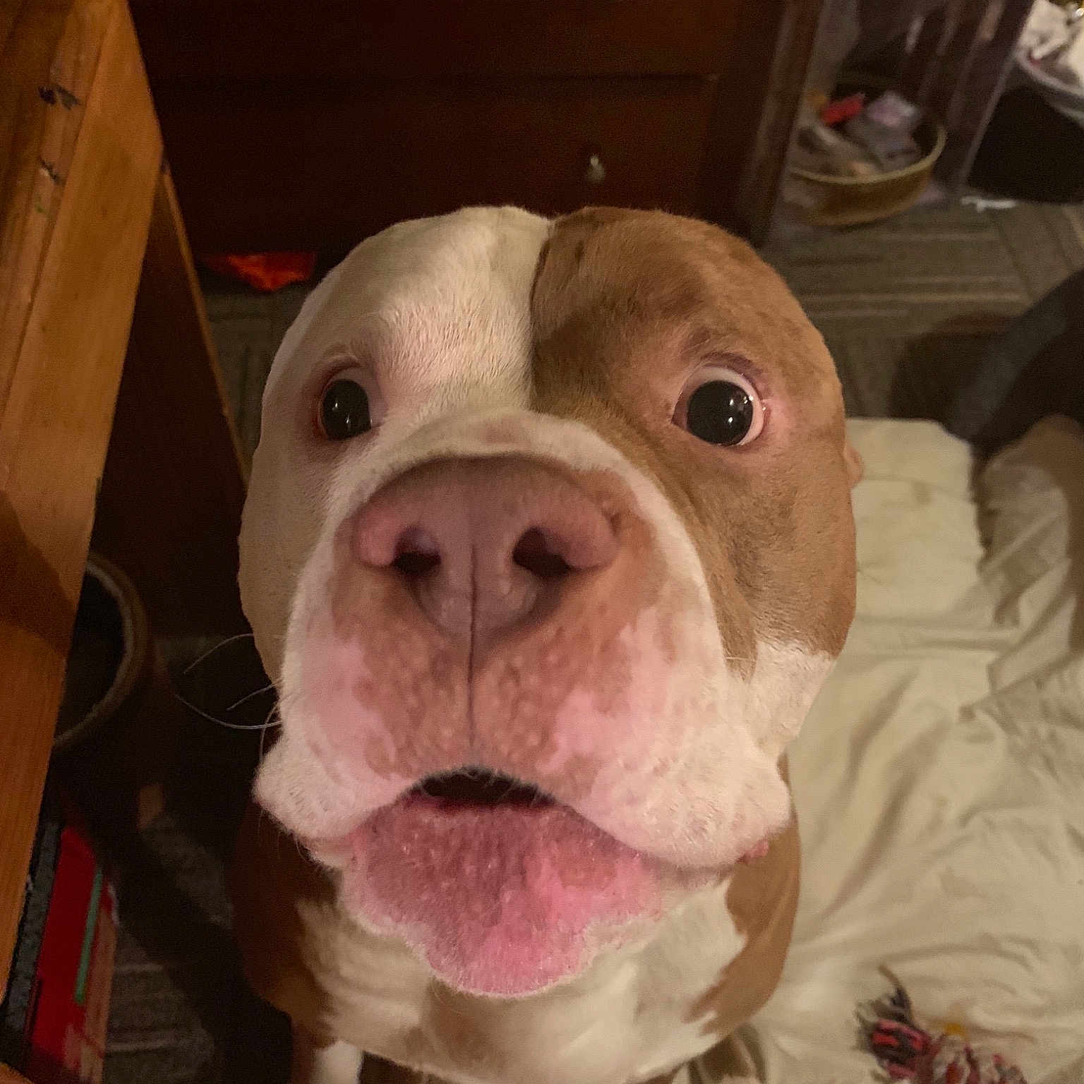 Cake is registered to the contest to win money with this photo: american_bulldog, american_pit_bull_terrier, bulldog, carnivoran, dog, dog_breed, dog_breed_group, dog_like_mammal, nose, olde_english_bulldogge, pit_bull, snout