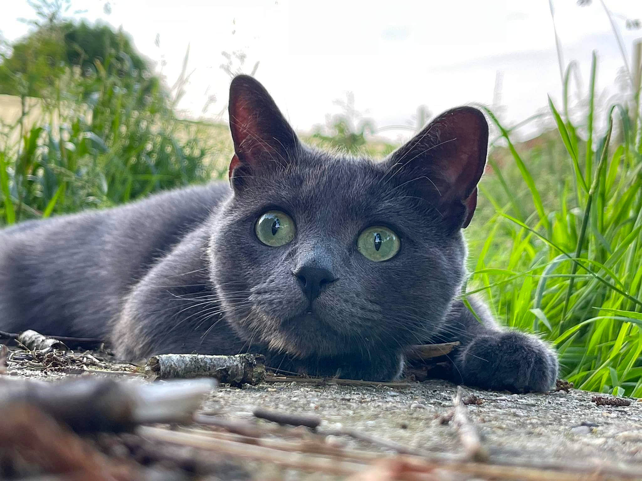 Pablo participe au concours pour gagner de l'argent avec cette photo : art, carnivore, cat, domestic_short_haired_cat, eye, felidae, fur, grass, grey, groundcover, herb, plant, russian_blue, sitting, small_to_medium_sized_cats, snout, tail, terrestrial_animal, whiskers, wildlife
