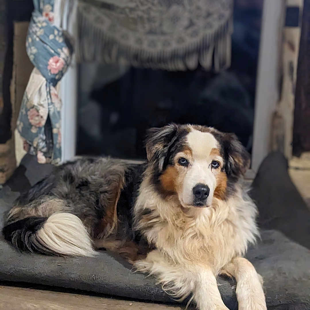 Gambit a rejoint le concours — aidez-le/la à gagner de superbes lots ! calm, canine, companion, curtain, cushion, dog, dog_bed, domestic_animal, floral_pattern, fur, home_interior, indoor, lace, long_fur, pet, relaxed, resting, tricolor, window, wooden_floor