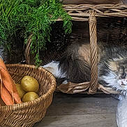 Pépette a rejoint le concours — aidez-le/la à gagner de superbes lots ! cat, sleeping, wicker_basket, carrots, potatoes, wooden_floor, rustic, kitchen, vegetables, bag, salt, bottle, cozy, fluffy, animal, indoor, still_life, resting, natural_light, basket