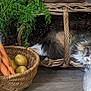 cat, sleeping, wicker_basket, carrots, potatoes, wooden_floor, rustic, kitchen, vegetables, bag, salt, bottle, cozy, fluffy, animal, indoor, still_life, resting, natural_light, basket