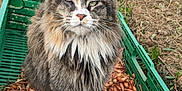 Pépette a rejoint le concours — aidez-le/la à gagner de superbes lots ! agriculture, animal, cat, crate, farm, field, fluffy, fur, garden, green, nature, one-eyed, onions, outdoor, pet, plant, portrait, sitting, soil, vegetables