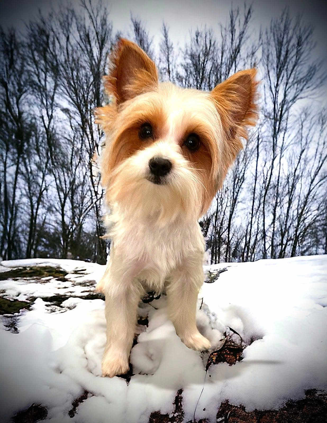 Littlebit is registered to the contest to win money with this photo: black_nose, close_up, cute, dog, ears, forest, fur, ground, inquisitive, nature, outdoors, paws, pet, portrait, puppy, small_dog, snow, trees, white_snow, winter