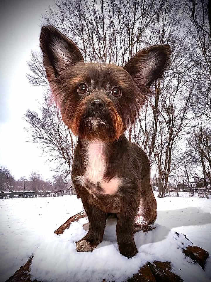 Oreo is registered to the contest to win money with this photo: big_ears, big_eyes, brown_fur, close_up, cute, dog, focused, outdoors, park, paws, pet, portrait, rock, sitting, small_dog, snow, trees, whiskers, white_chest, winter