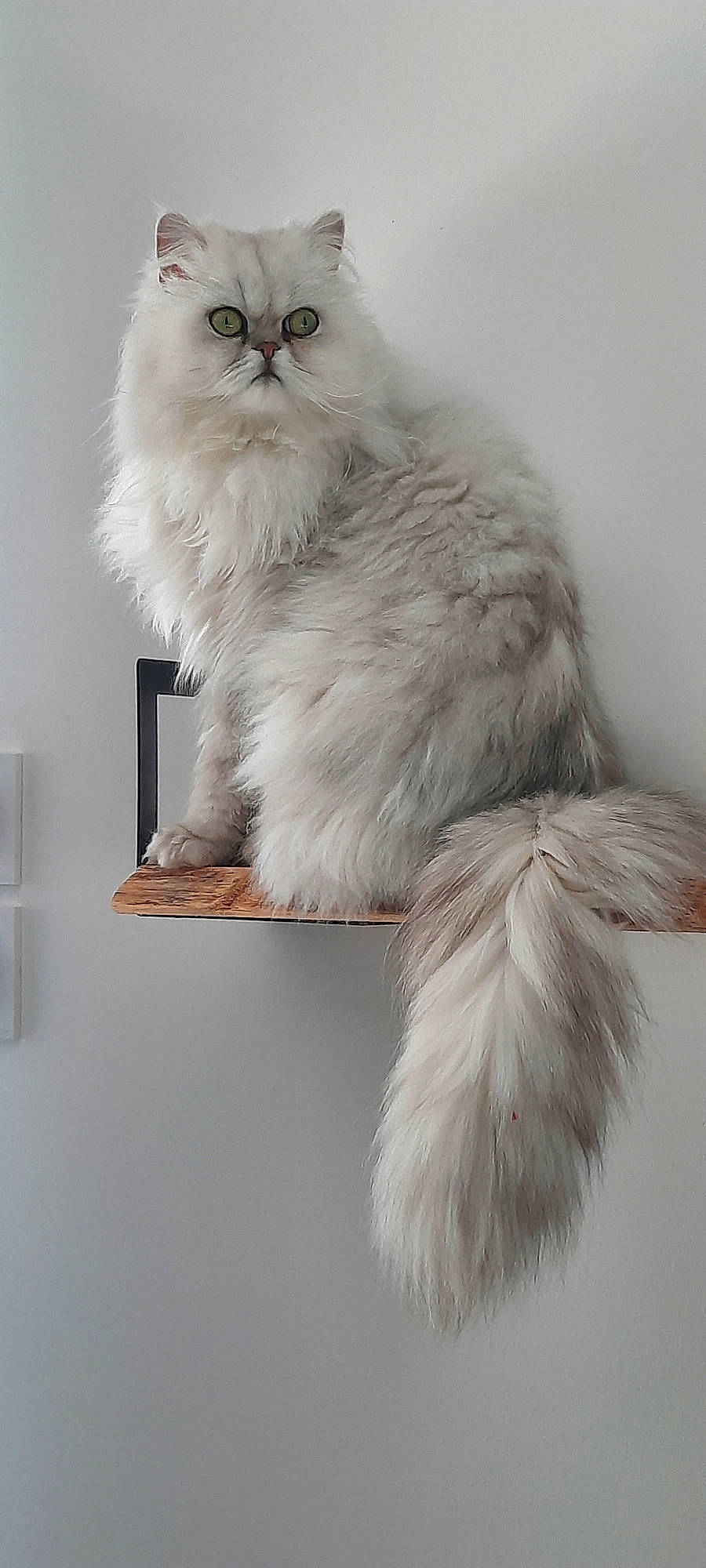 Grib participe au concours pour gagner de l'argent avec cette photo : british_longhair, cat, fashion_accessory, felidae, fur, grey, natural_material, small_to_medium_sized_cats, snout, tail, terrestrial_animal, whiskers
