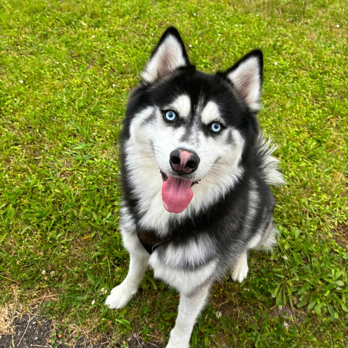 Sharko participe au concours pour gagner de l'argent avec cette photo : animal, bodypart, canine, dog, eskimodog, field, grass, grassland, green, husky, lawn, mouth, nature, outdoors, person, pet, plant, puppy, tongue, whitedog