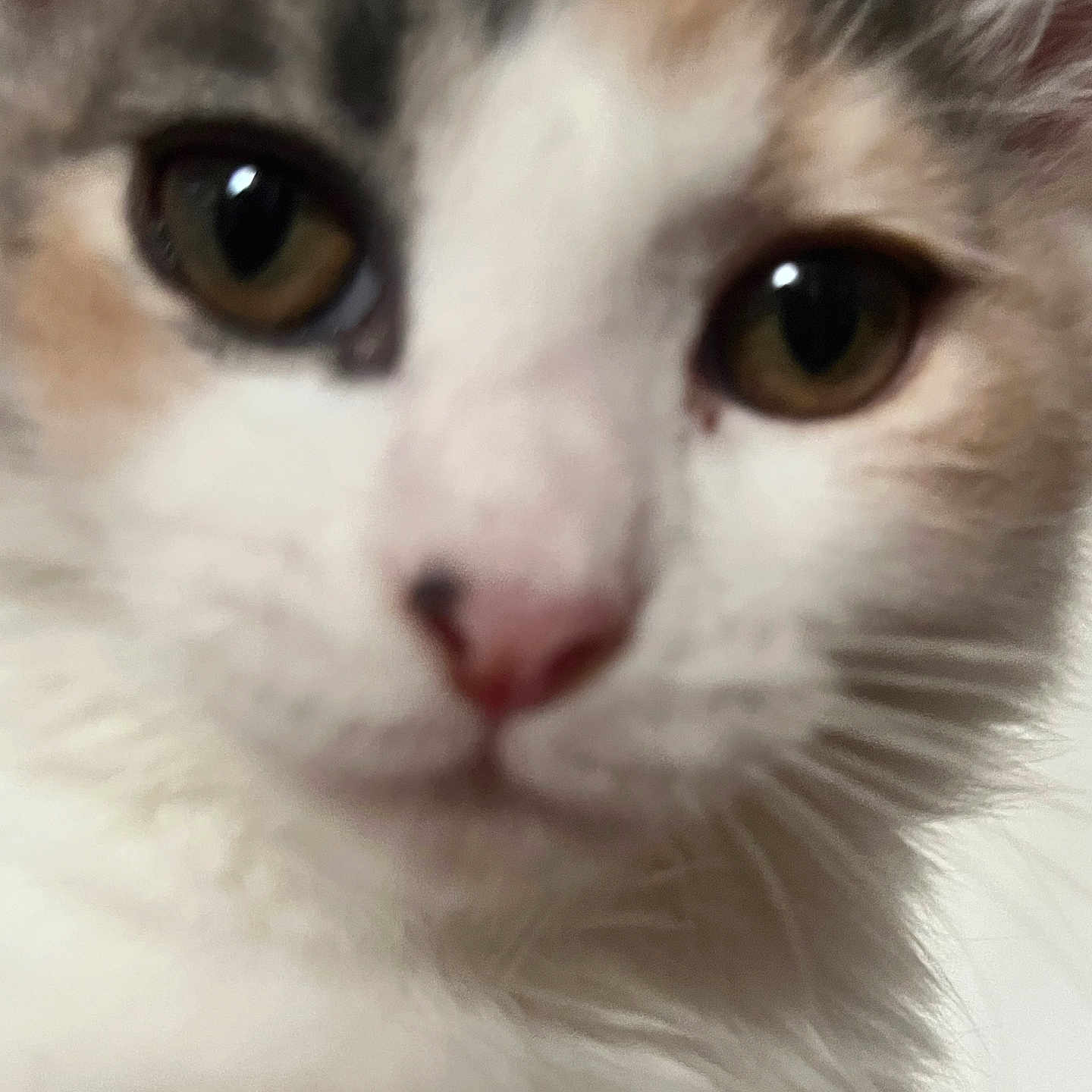 Fluffy