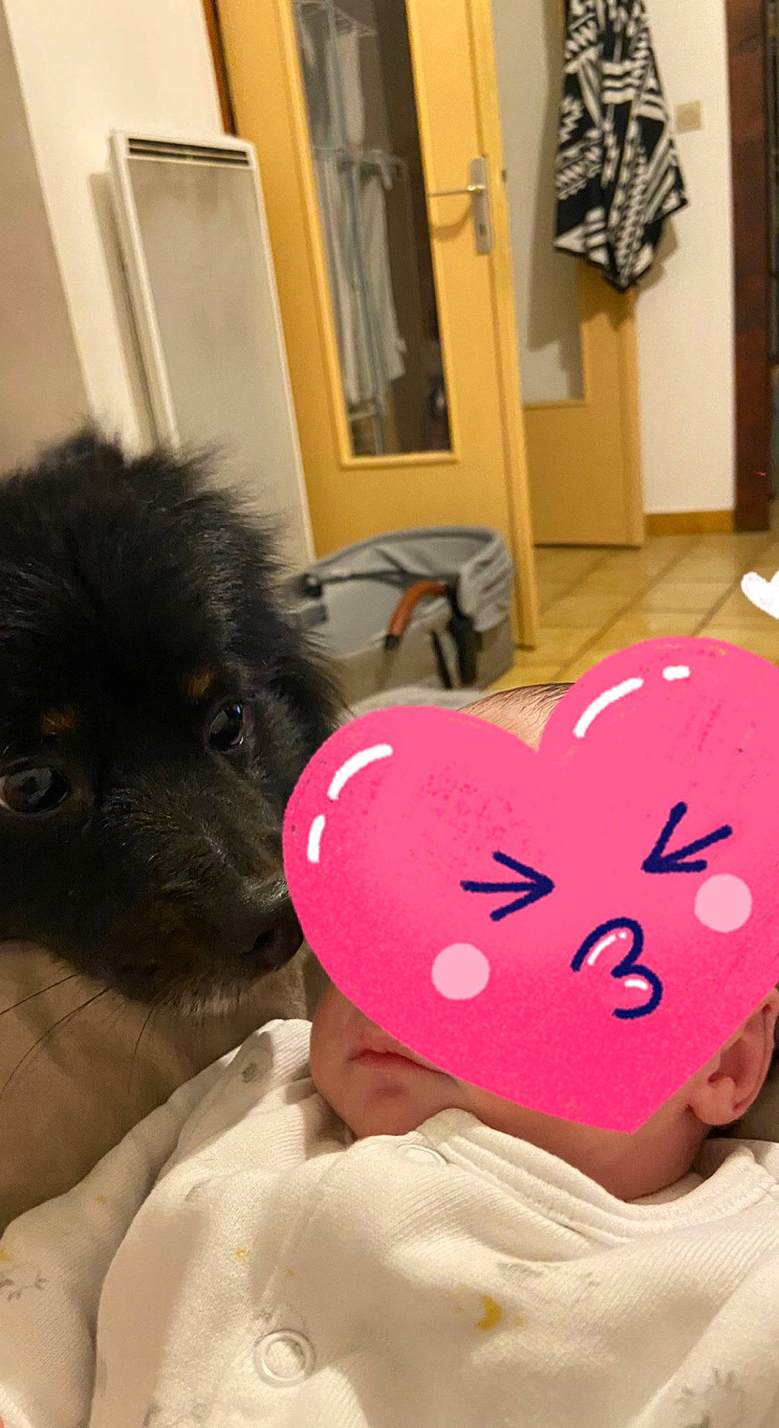 Oméga participe au concours pour gagner de l'argent avec cette photo : carmine, carnivore, companion_dog, dog, dog_breed, flesh, fur, liver, love, magenta, peach, picture_frame, snout, spitz, sporting_group, stuffed_toy, sweetness, toy_dog, whiskers, working_animal