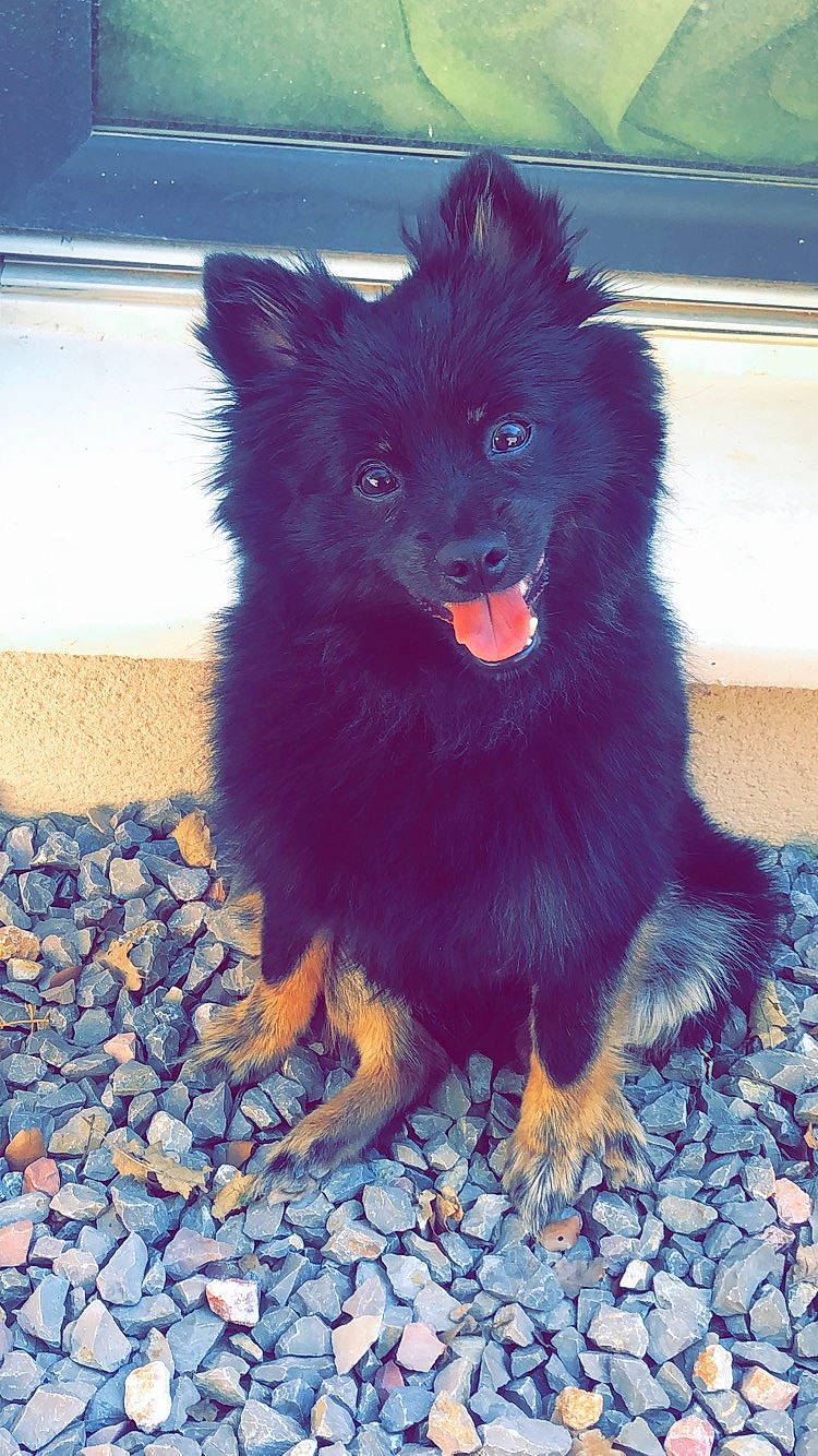 Oméga a rejoint le concours — aidez-le/la à gagner de superbes lots ! blue, canidae, carnivore, companion_dog, dog, dog_breed, electric_blue, flooring, foot, fur, german_spitz, german_spitz_klein, german_spitz_mittel, snout, spitz, sporting_group, tail, whiskers, working_animal, working_dog