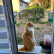 Tagada participe au concours pour gagner de l'argent avec cette photo : cat, orange_cat, white_cat, window, doorway, garden, stone_fence, plants, outdoor, daylight, house, roof, tree, greenery, container, curtain, animal, pet, fur, sitting